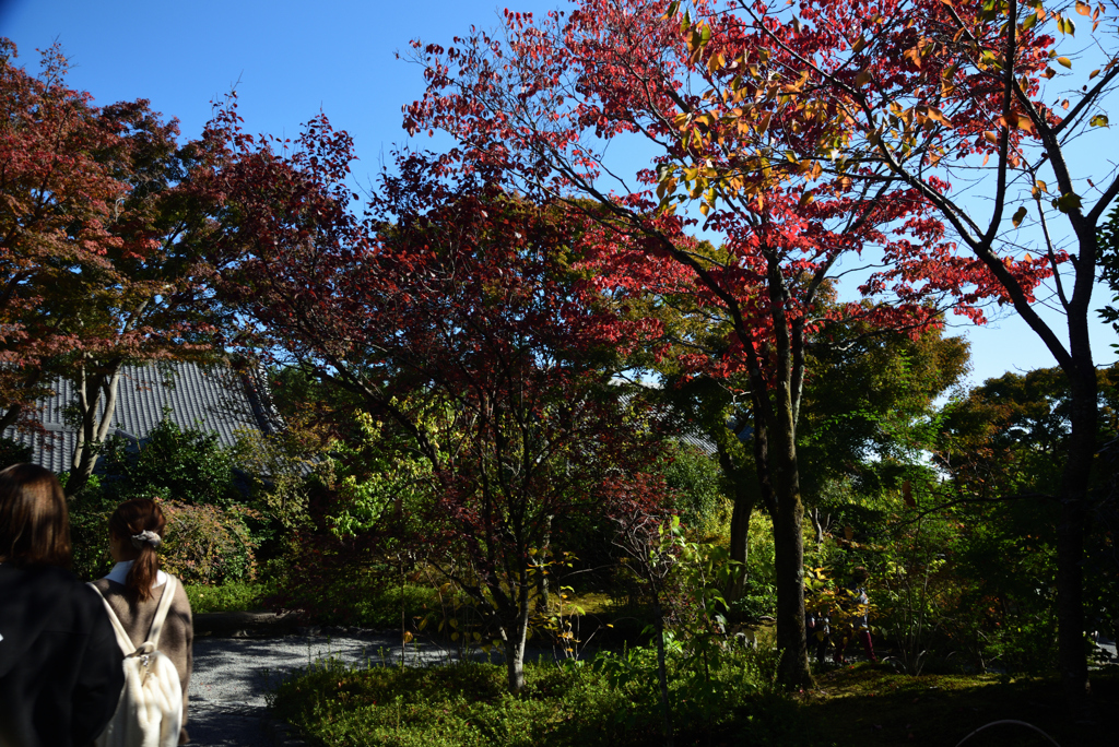 191109a天龍寺54