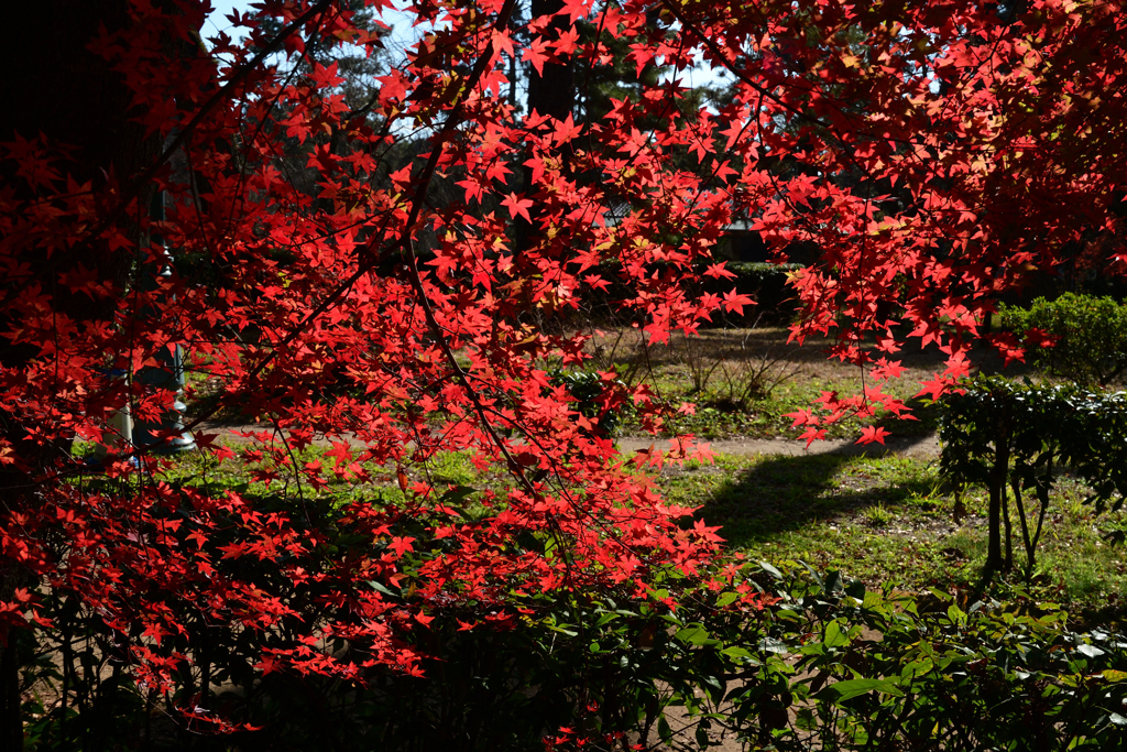 231214京都御苑20