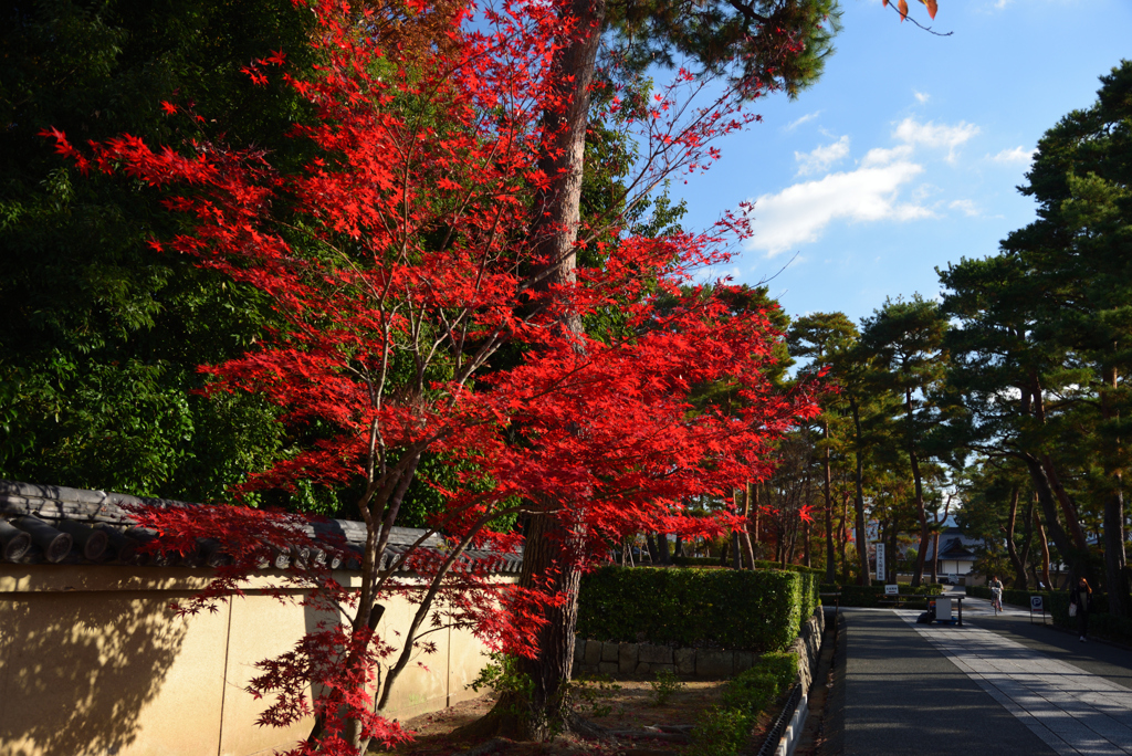 191204a相国寺01