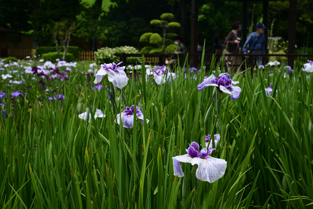 230607城北公園14長井小町