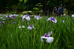 230607城北公園14長井小町