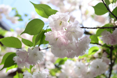 230411b平野神社43
