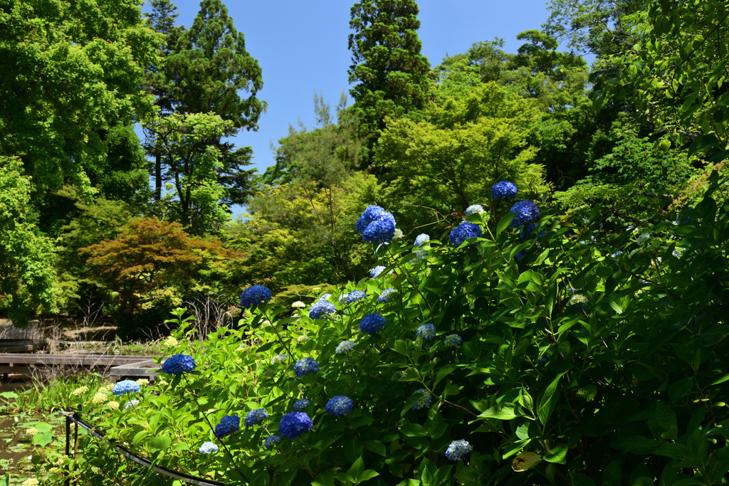 210601京都植物園24