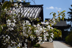 220412c北野天満宮45北野桜