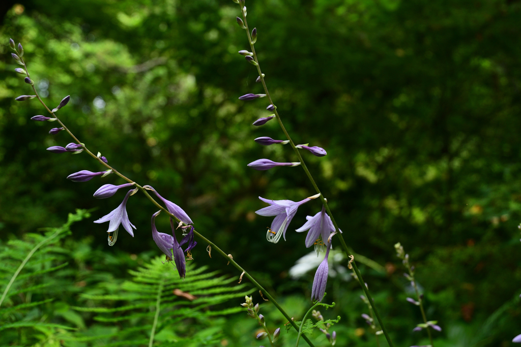 230919京都植物園19