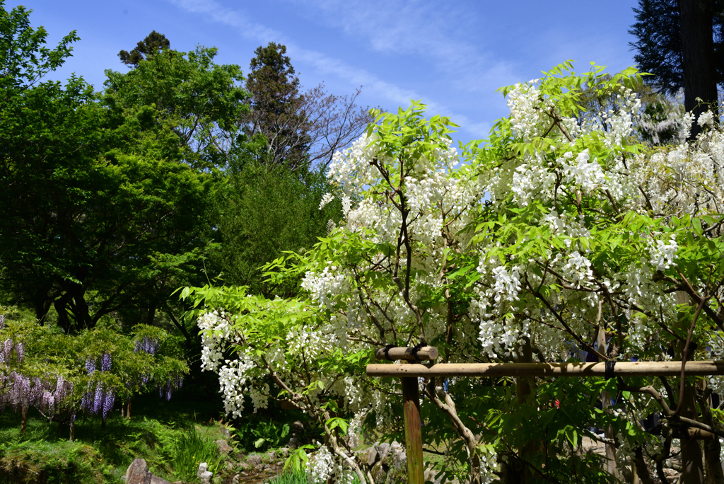 230423c萬葉植物園51