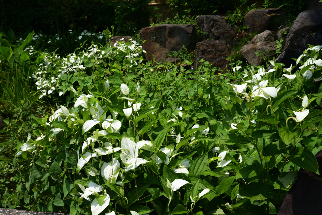 220610城北公園44
