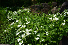 220610城北公園44