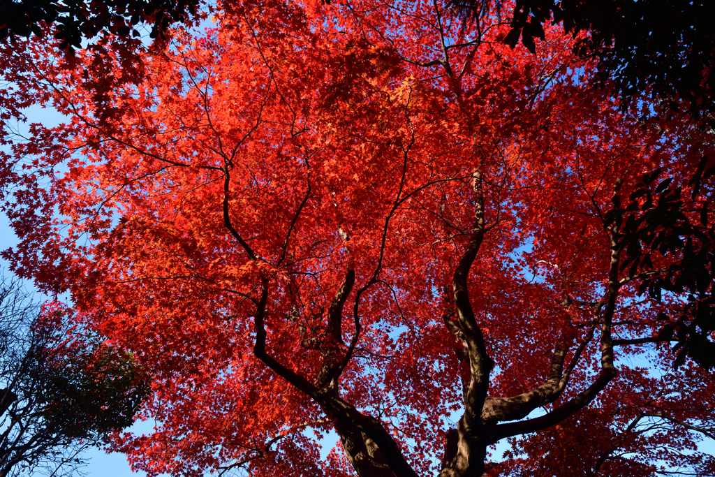 231123b三井寺27