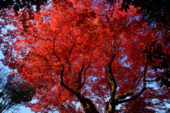 231123b三井寺27