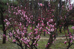 200125大阪城15 200125大阪城15