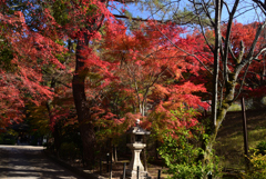 211126f宇治上神社27