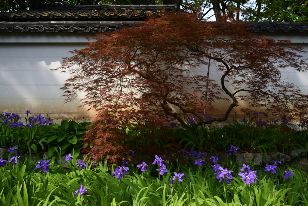 220419a上御霊神社11