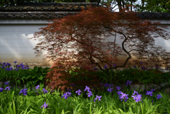 220419a上御霊神社11