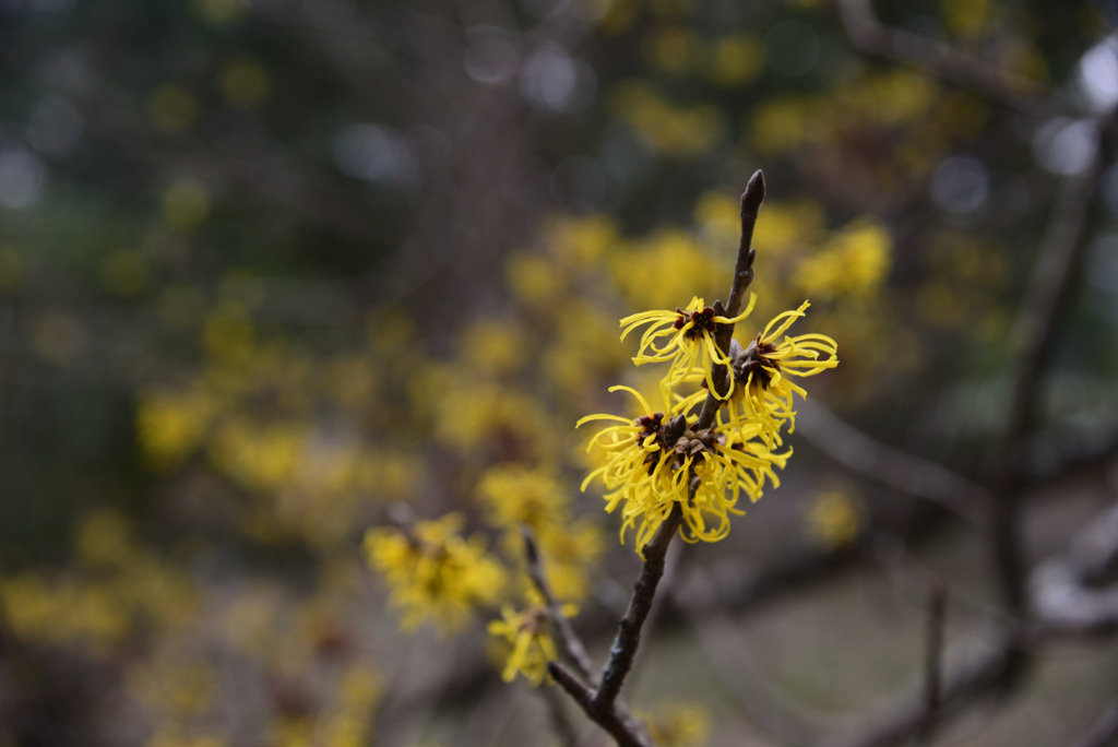 250228京都植物園03