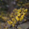 250228京都植物園03