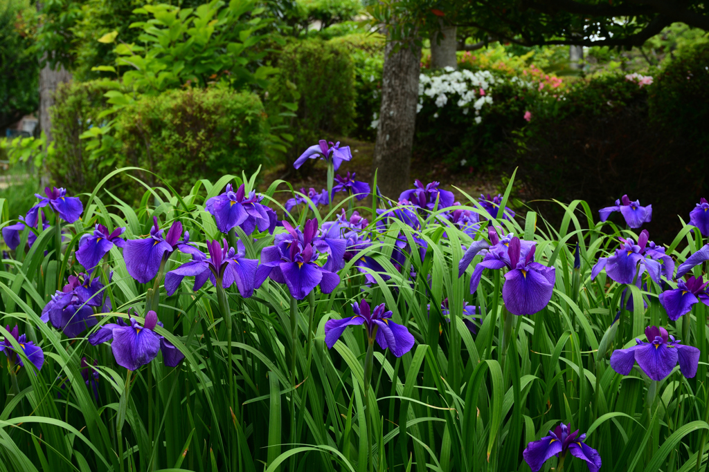 250607水月公園18