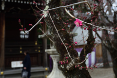 200122b北野天満宮15 200122b北野天満宮15