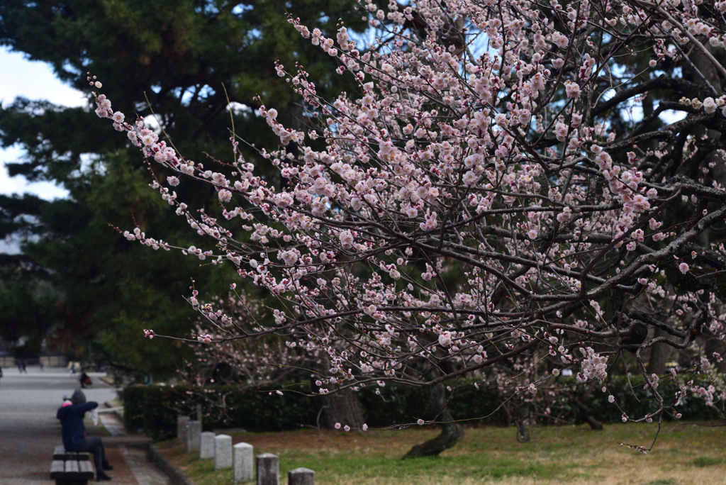 200223c京都御苑11