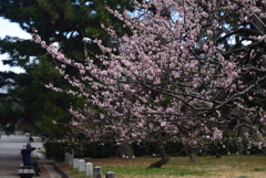 200223c京都御苑11