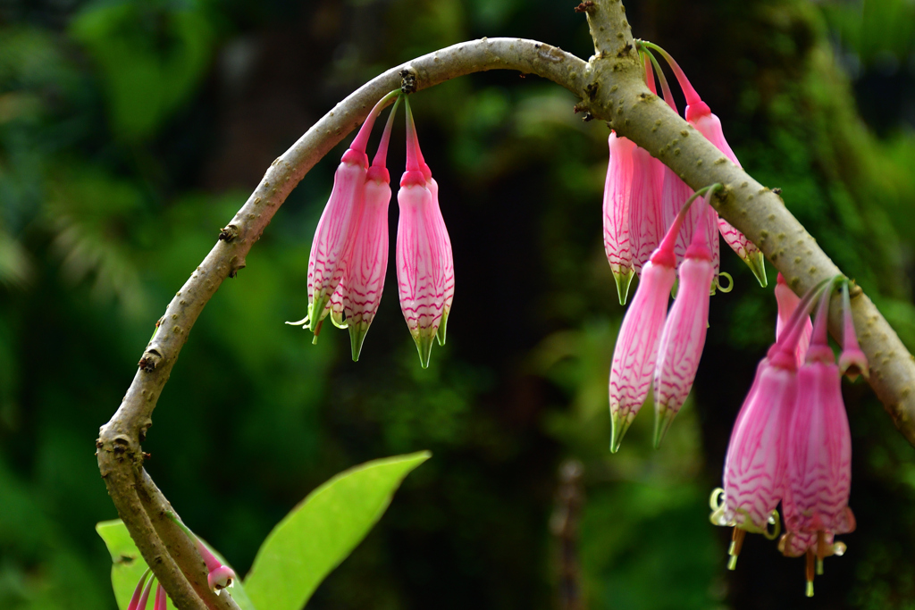 260131b京都植物園16