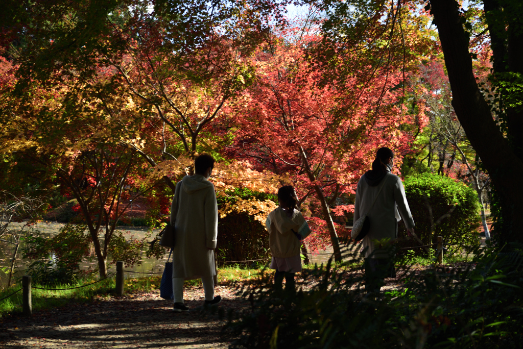 201121a京都植物園32