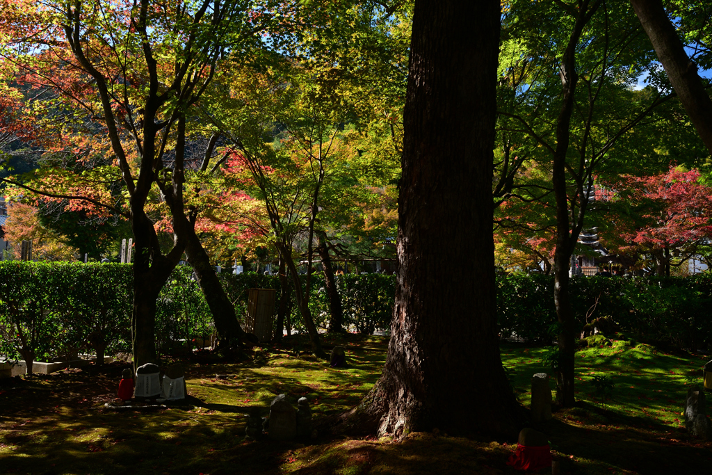 231114c化野念仏寺25