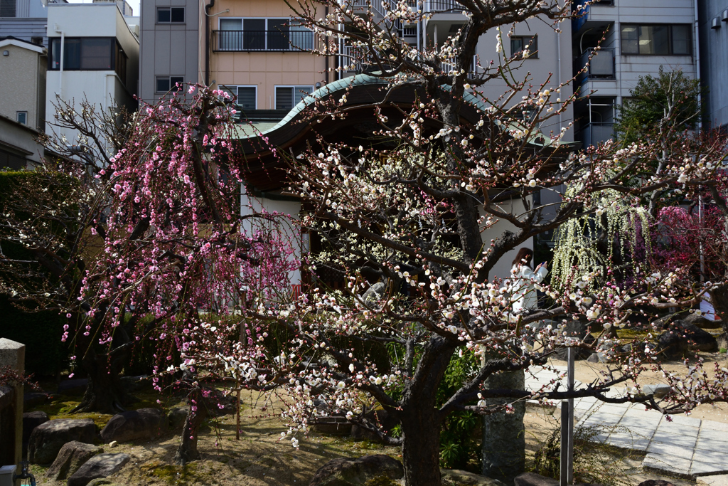 220305b大阪天満宮17
