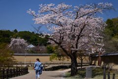 230401奈良公園38