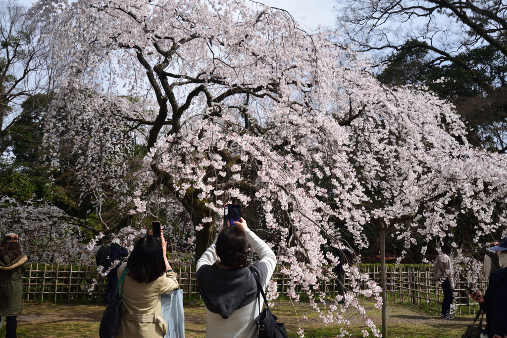 210317b京都御苑45