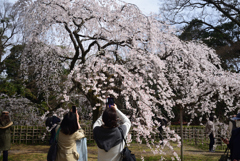 210317b京都御苑45