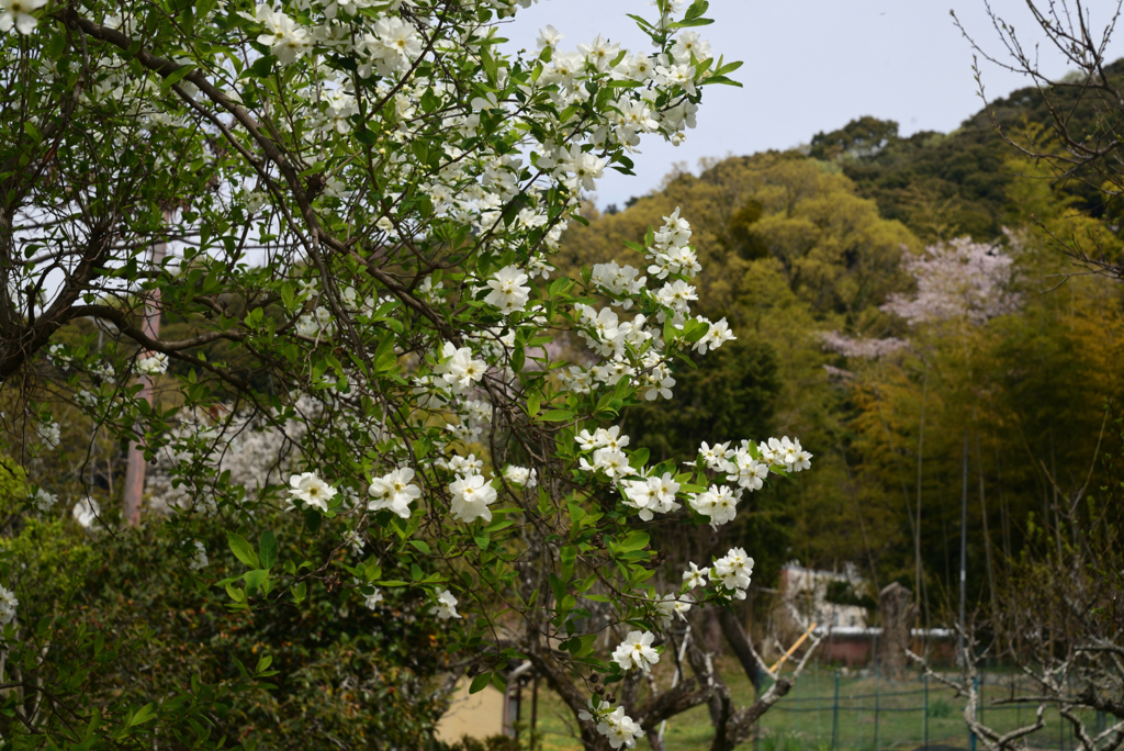 230402a宇治川19