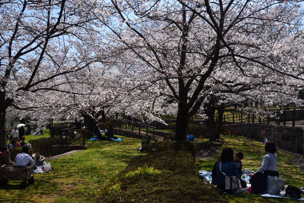 190404a馬見丘陵公園36