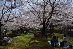 190404a馬見丘陵公園36