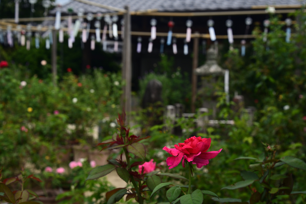 220921cおふさ観音05