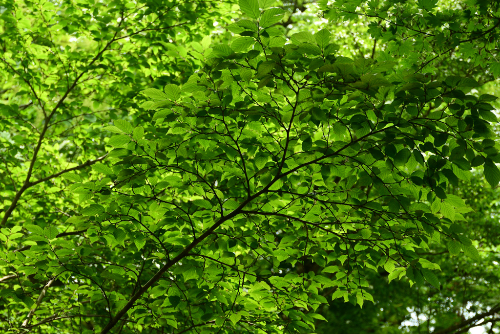 250518京都植物園43