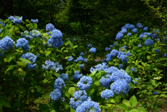 190626a大原三千院44