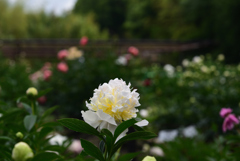200520京都植物園40