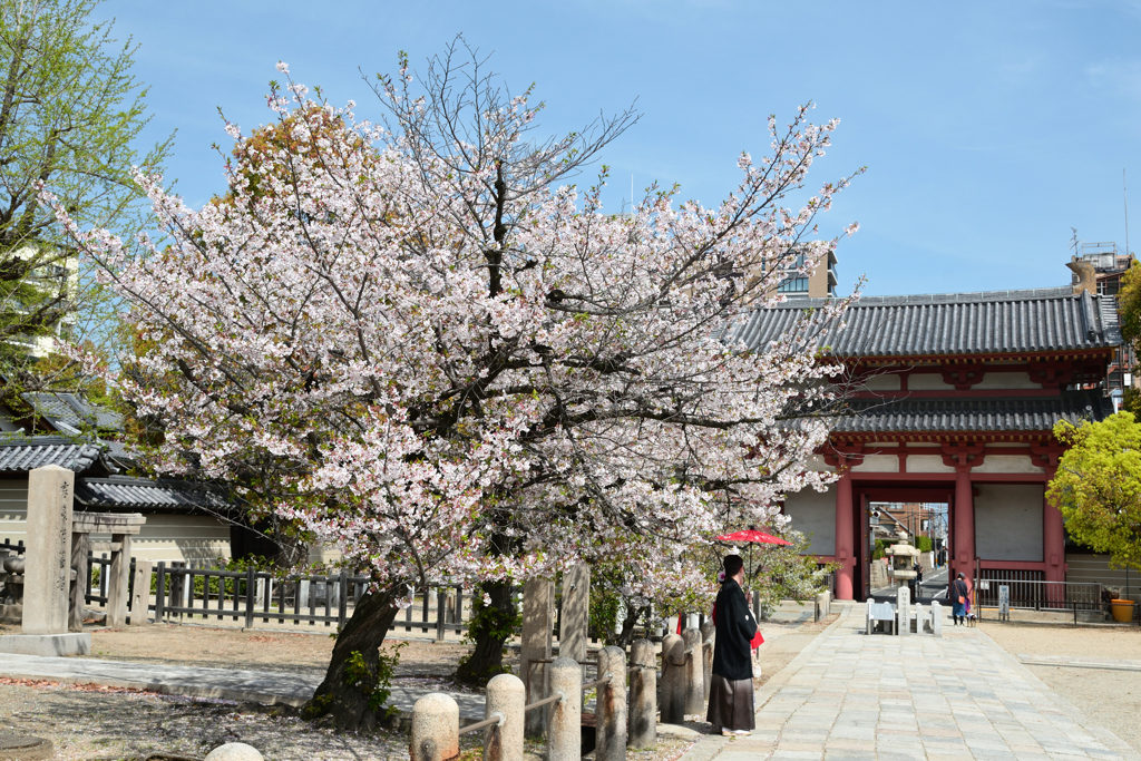 250412四天王寺28