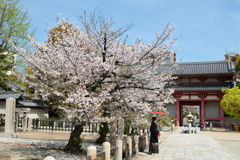 250412四天王寺28