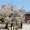 250412四天王寺28