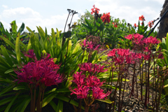 220915c京都植物園01