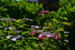 240613b藤森神社13