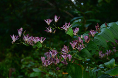 2501028京都植物園19 2501028京都植物園19