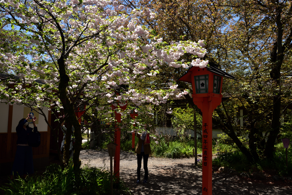 190420c平野神社38