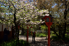 190420c平野神社38