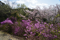 210402b鴻ノ巣山29