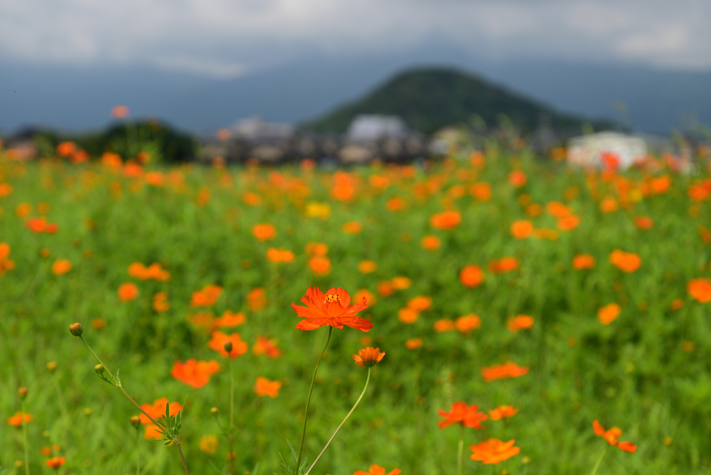 220720a藤原宮跡54