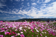 221021a藤原宮跡48