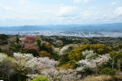 250405a日本平10